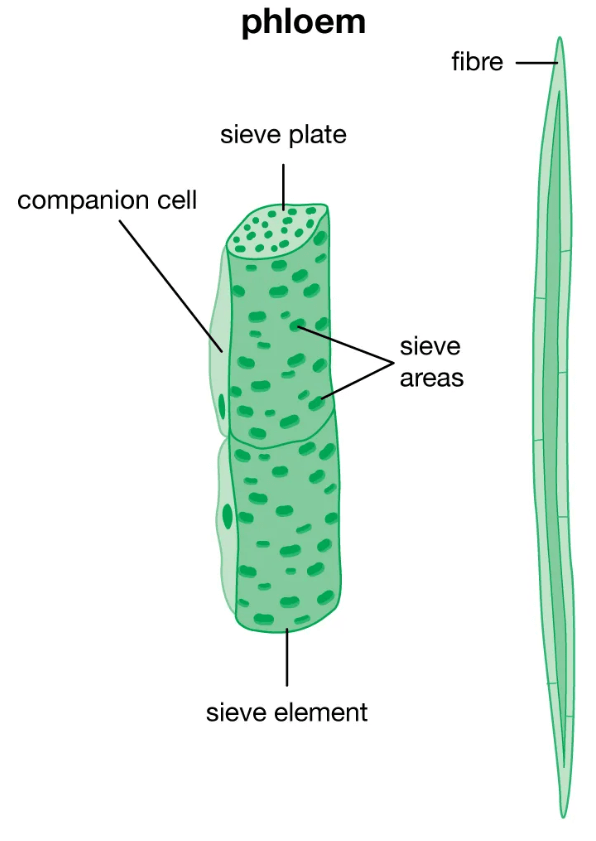 Difference Between Xylem and Phloem_4.1