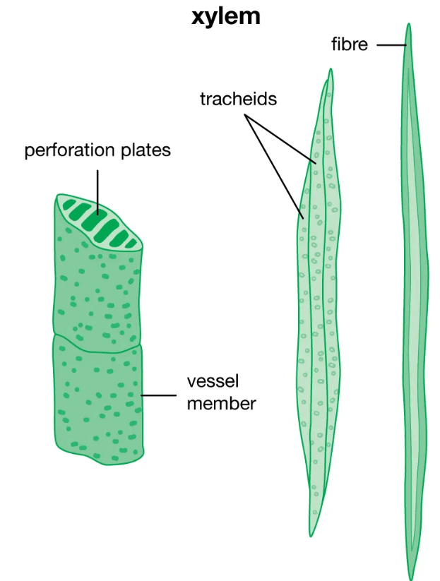 Difference Between Xylem and Phloem_3.1