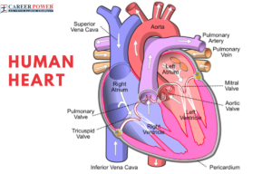 Human Heart