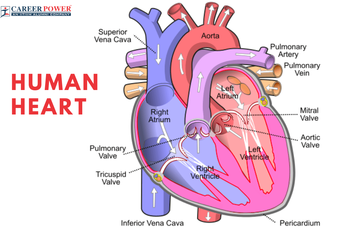 Human Heart 1 