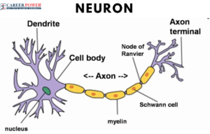 Neuron