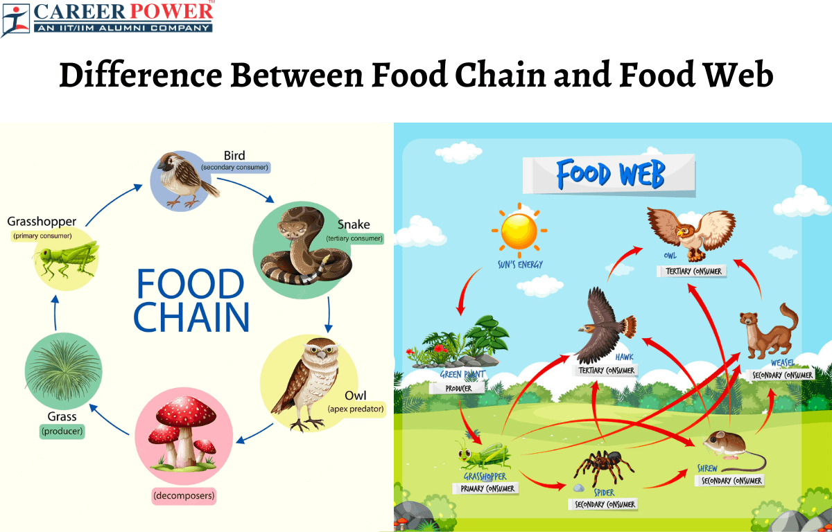 Difference between food chain and web chain