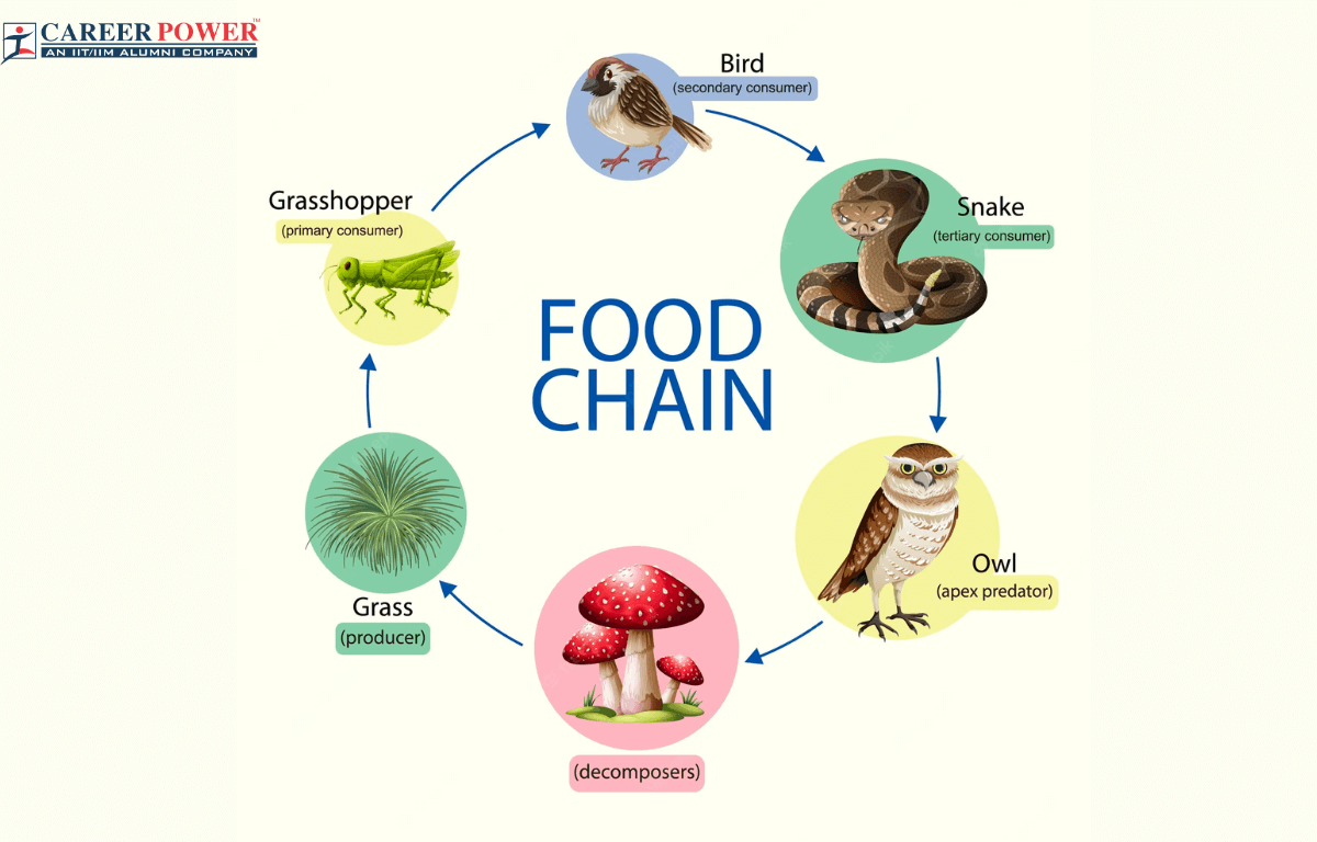 Food Chain3 1 