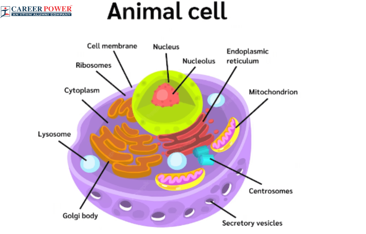 animal cell labeled