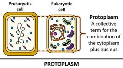 Difference Between Cytoplasm and Protoplasm_4.1