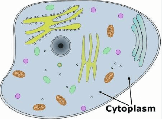 Difference Between Cytoplasm and Protoplasm_3.1