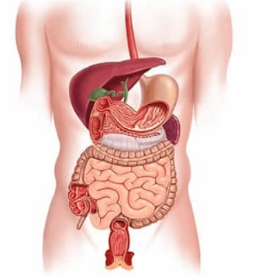 Human Digestive System and it's Functions_3.1