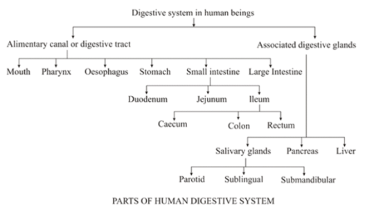 Human Digestive System and it's Functions_4.1