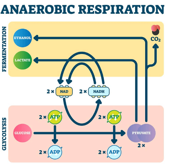 Difference Between Aerobic and Anaerobic Respiration_4.1