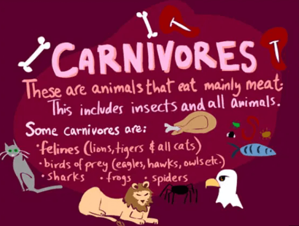 carnivorous animals list