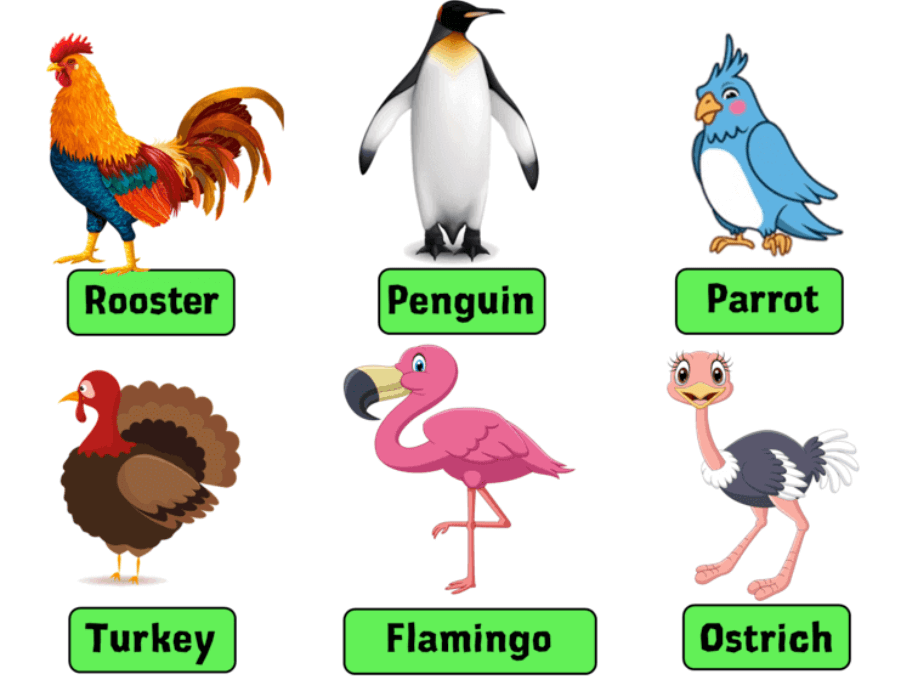 Birds Names in English, List of 50 Birds Name_3.1