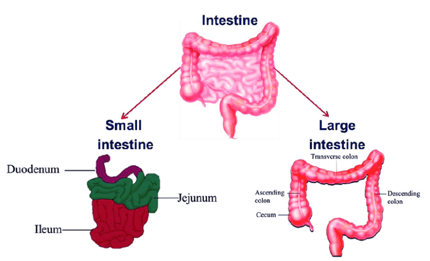 Difference Between Small Intestine and Large Intestine_3.1