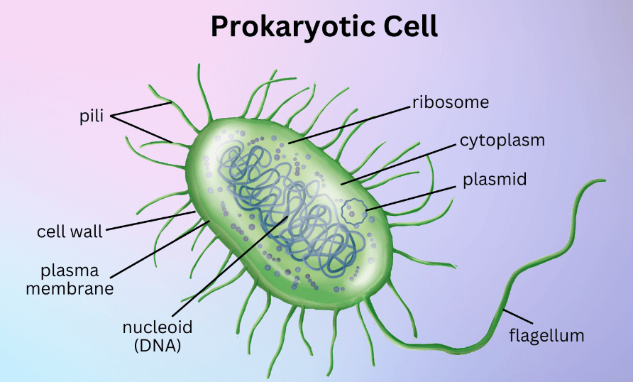 Prokaryotic Cell: Diagram, Definition and Examples_3.1