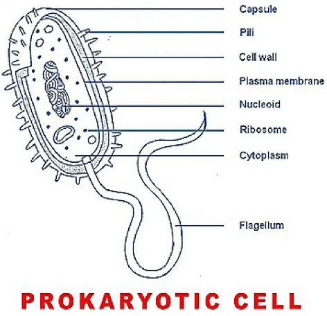 Prokaryotic Cell: Diagram, Definition and Examples_7.1