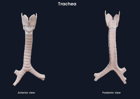 Difference Between Esophagus and Trachea_4.1