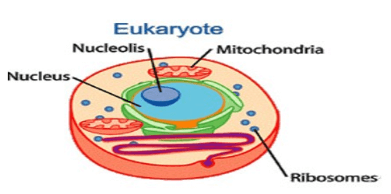 What is Eukaryotic Cell