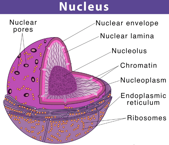 Nucleus - Definition, Diagram, Function and Structure_3.1