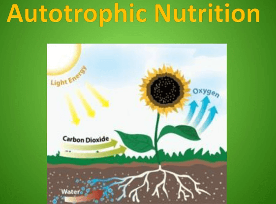 Difference Between Autotrophic and Heterotrophic Nutrition_3.1