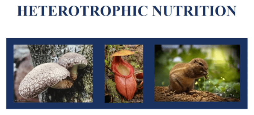 Difference Between Autotrophic and Heterotrophic Nutrition_4.1