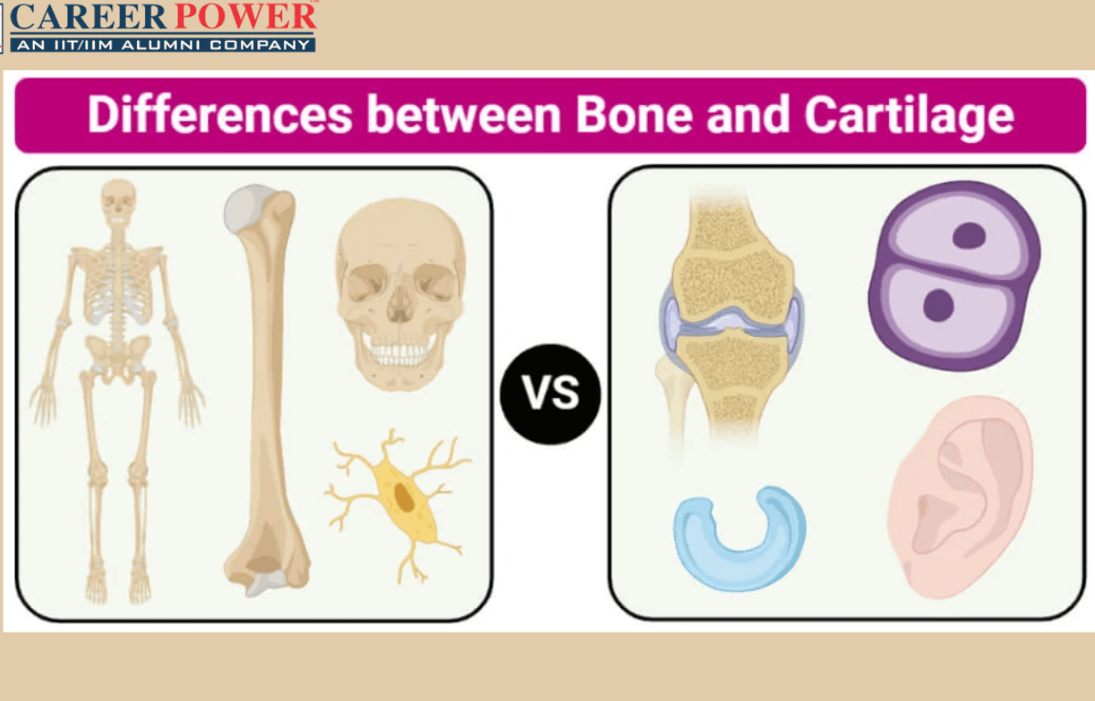 Difference between bone and cartilage