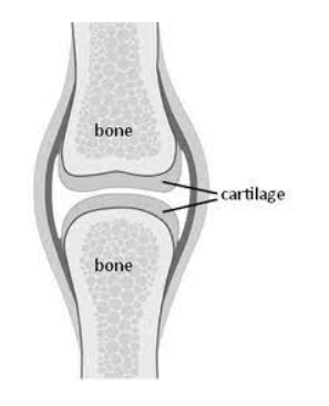 Diagrammatic Representation of Bone & Cartilage