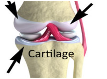 Difference Between Bone and Cartilage_4.1