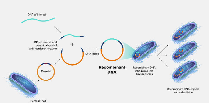 Recombinant DNA Technology - Steps, Application and Process_3.1