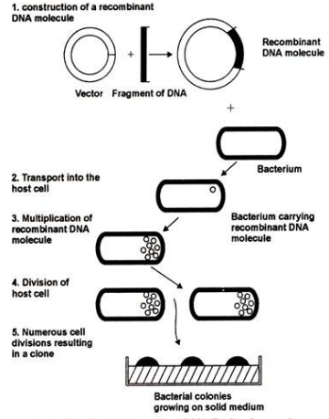 Recombinant DNA Technology - Steps, Application and Process_4.1