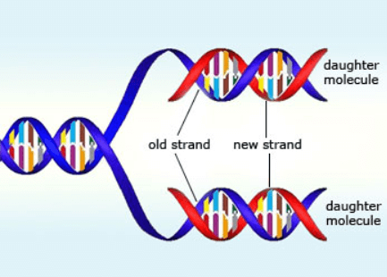 DNA Replication Process, Steps, Diagram, and Enzymes Involved_5.1
