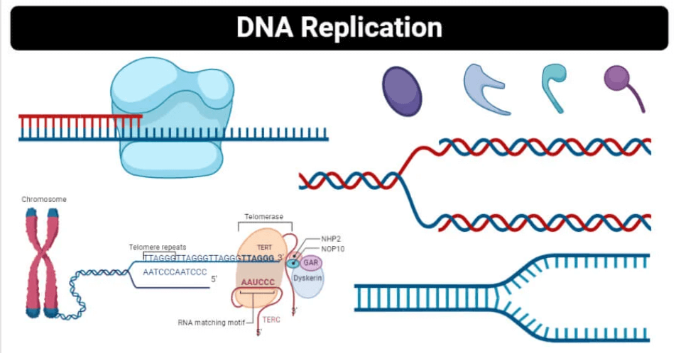 DNA Replication Process, Steps, Diagram, and Enzymes Involved_3.1