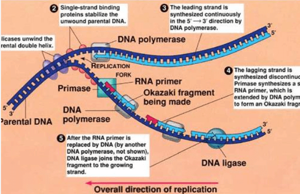 DNA Replication Process, Steps, Diagram, and Enzymes Involved_4.1