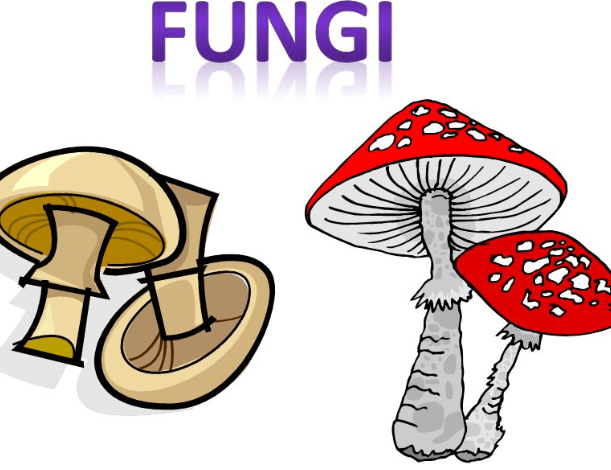 Fungi: Diagram, Classification, Characteristics and its Types_3.1