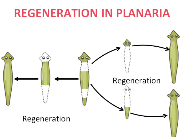 Difference Between Fragmentation and Regeneration_4.1