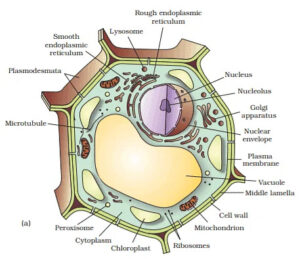 Diagram of Eukaryotic Cells