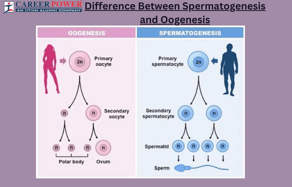 difference between spermatogenesis and oogenesis