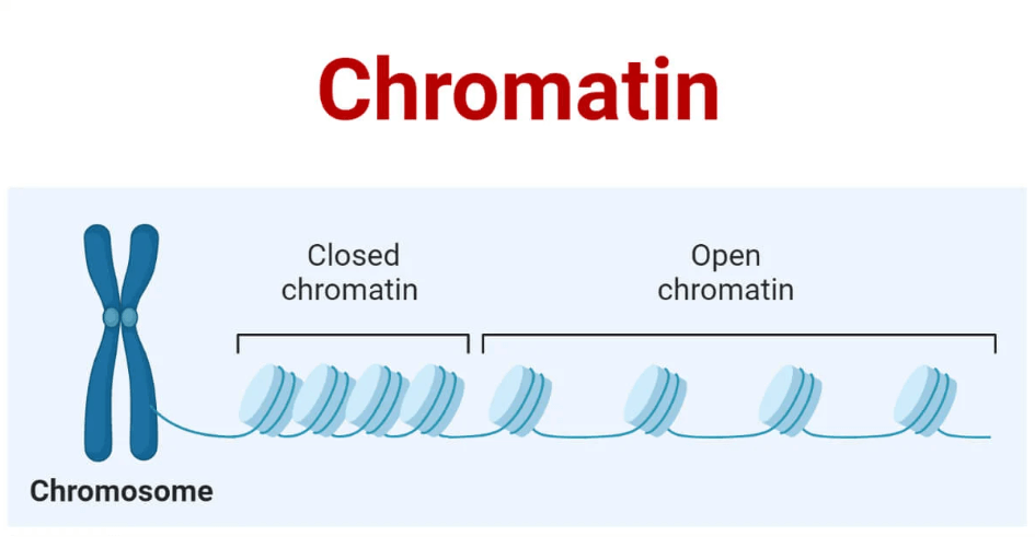 Chromatin vs Chromosome- Difference and Functions_3.1
