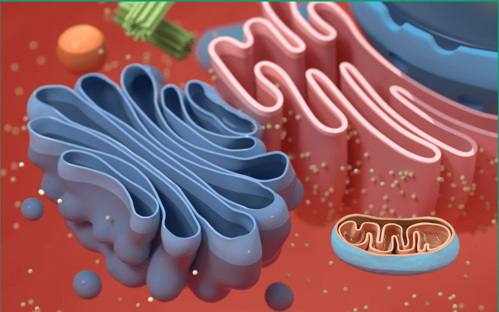 Golgi Apparatus- Definition, Functions, Diagram, and Structure_3.1