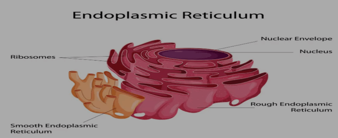 Endoplasmic Reticulum: Definition, Diagram, Types, Structure and Functions_3.1
