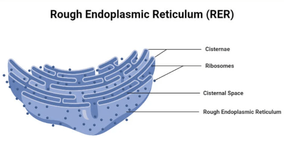 Rough Endoplasmic Reticulum and Smooth Endoplasmic Reticulum - Difference_3.1