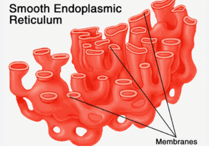 Rough Endoplasmic Reticulum and Smooth Endoplasmic Reticulum - Difference_4.1
