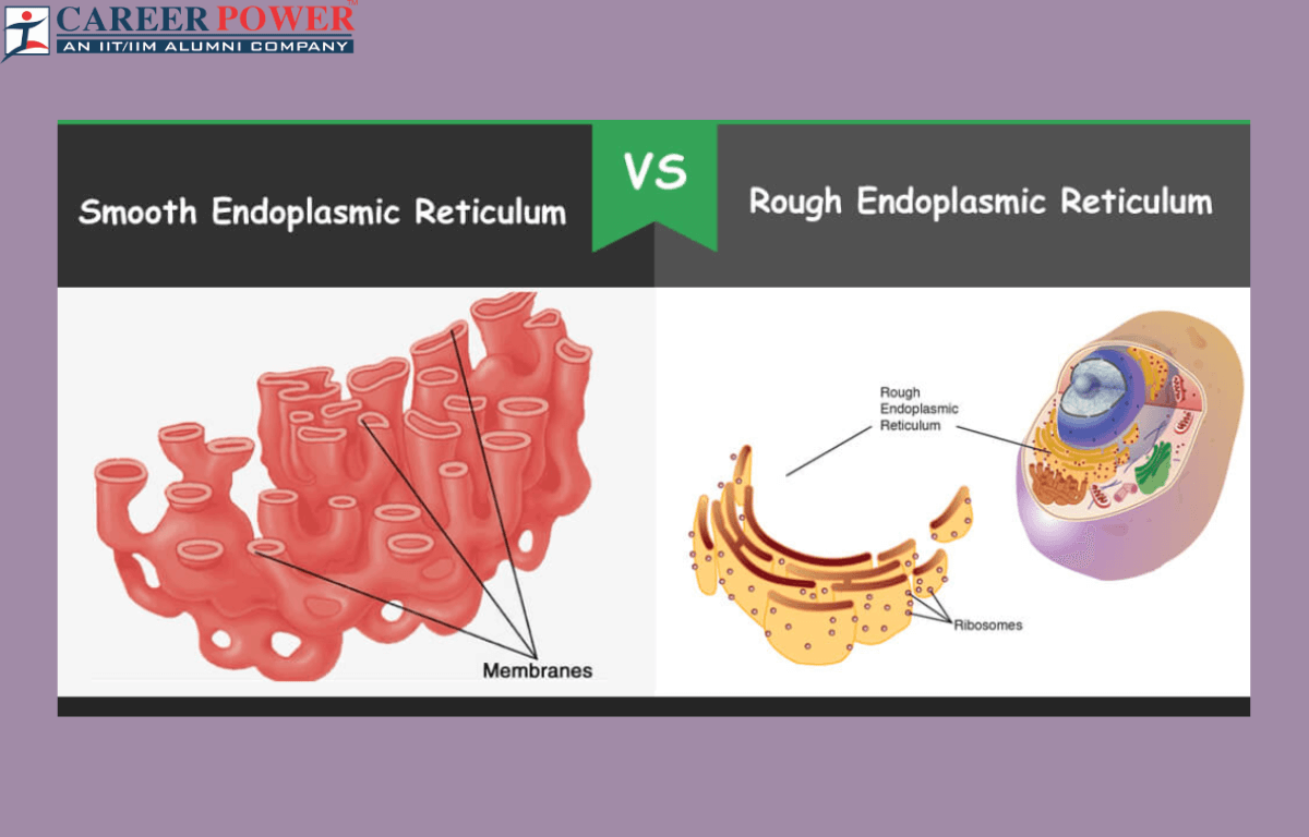 Difference between rough endoplasmic reticulum and smooth endoplasmic reticulum