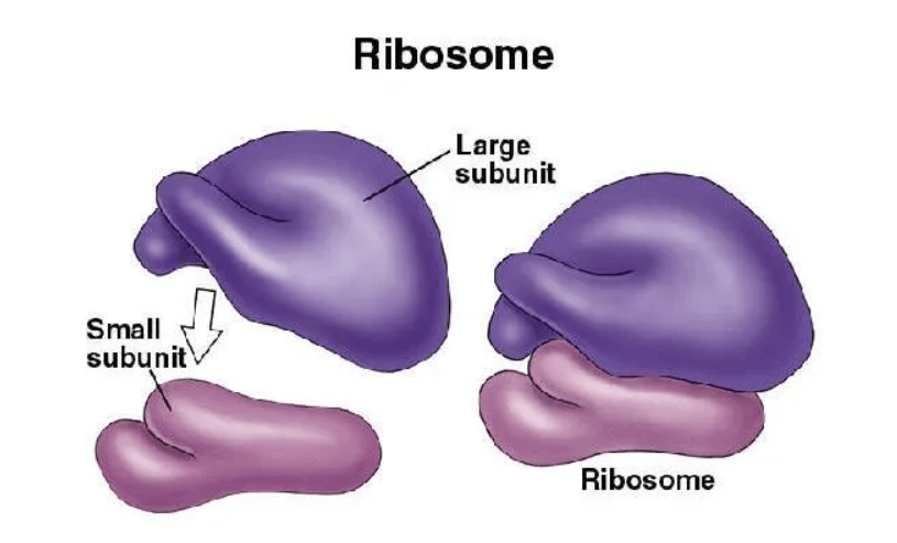 Ribosomes: Definition, Structure, Types, and Functions_3.1
