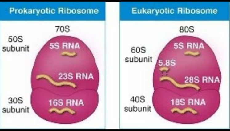 Ribosomes: Definition, Structure, Types, and Functions_4.1