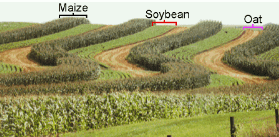 Mixed Cropping and Intercropping - Difference with Examples_4.1