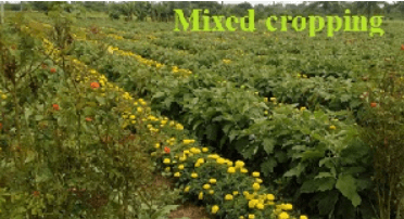 Mixed Cropping and Intercropping - Difference with Examples_3.1