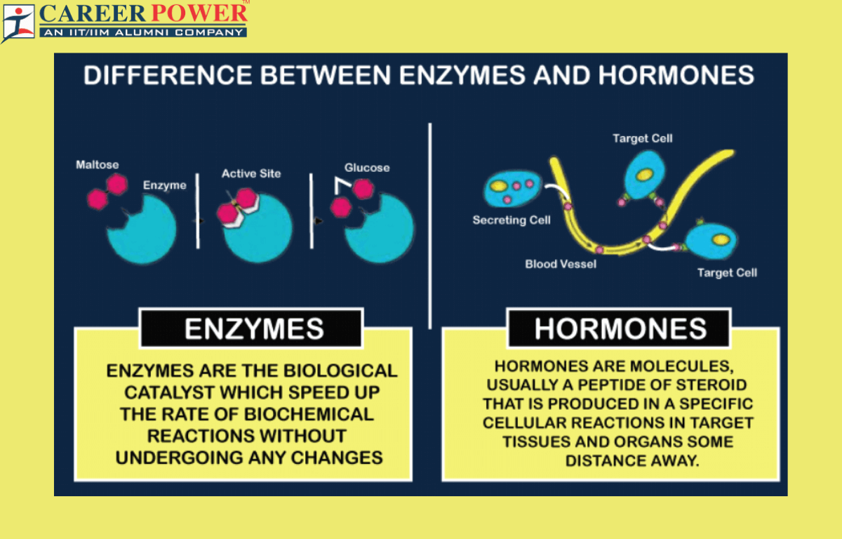 difference between enzymes and hormones