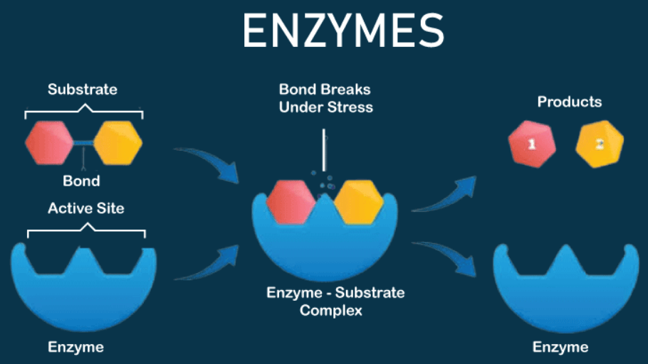 What are the differences between Enzymes and Hormones_3.1