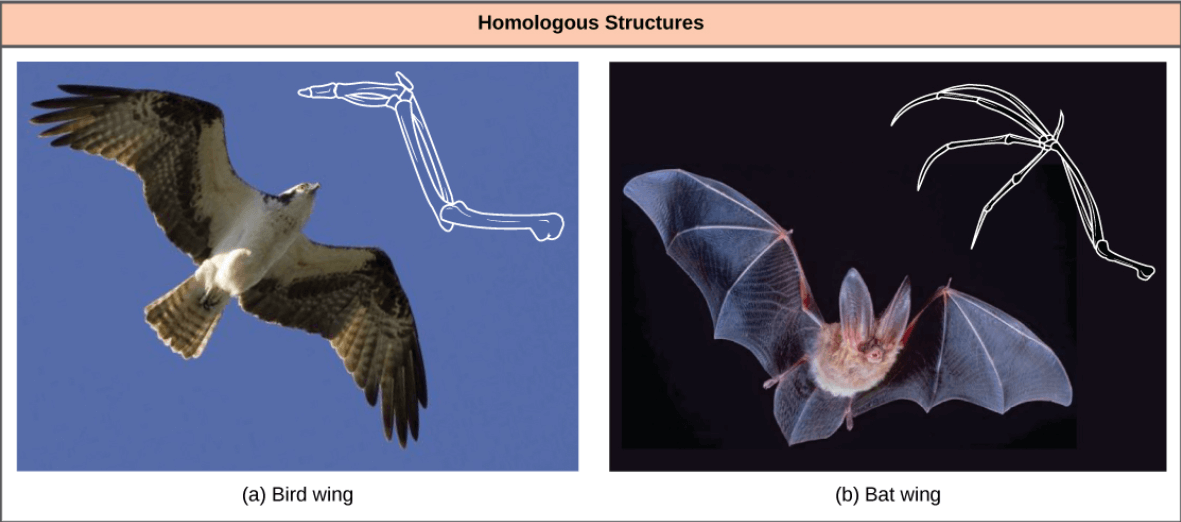 Homologous and Analogous Structures - Differences and Importance_4.1