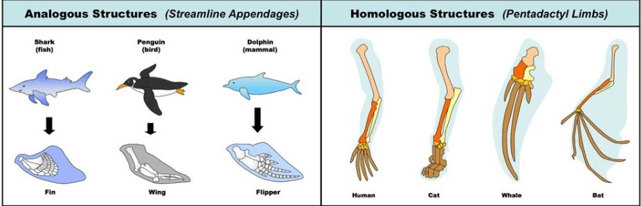 Homologous and Analogous Structures - Differences and Importance_3.1