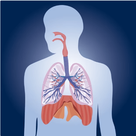 Human Respiratory System: Definition, Diagram, Parts and Function_3.1
